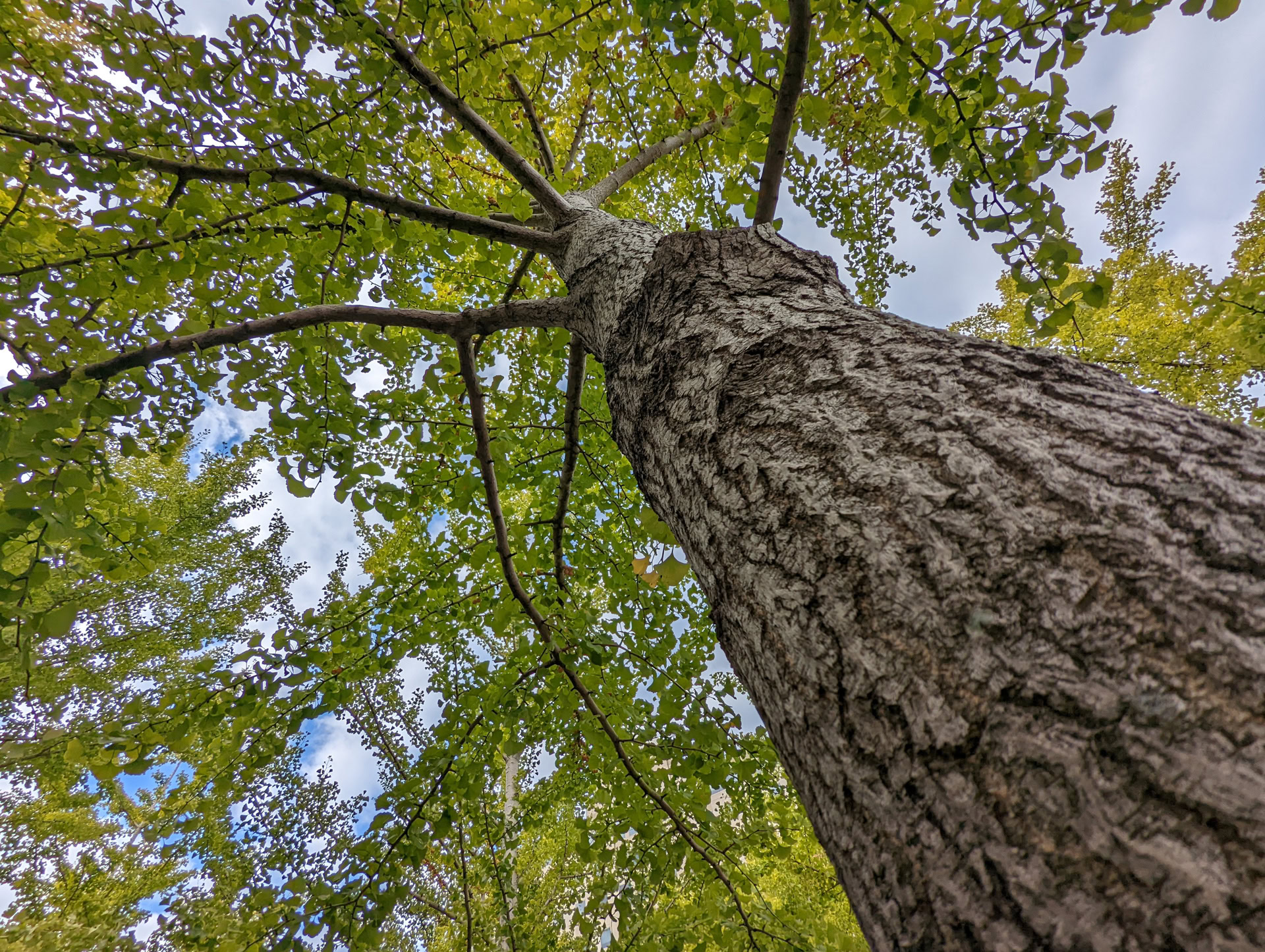 Google Pixel 6 Pro camera sample tree wide angle